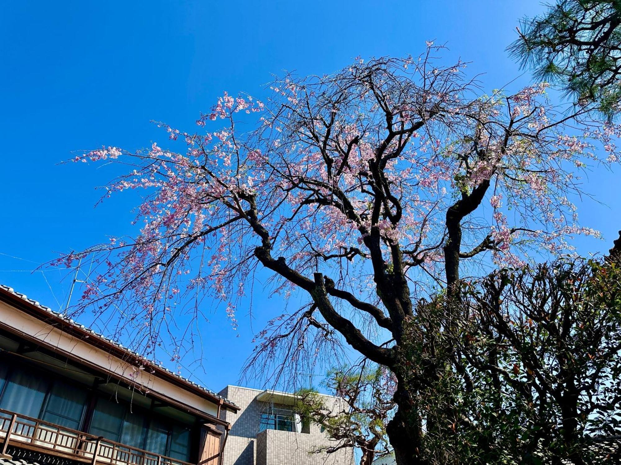 Family Or Business Travel 20 Percent Off丨200 Sqm 丨 14 Min To Shinjuku 丨century-Old Japanese Garden 丨3 Parking Spaces丨4 Bedrooms โตเกียว ภายนอก รูปภาพ